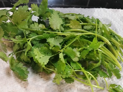 cilantro